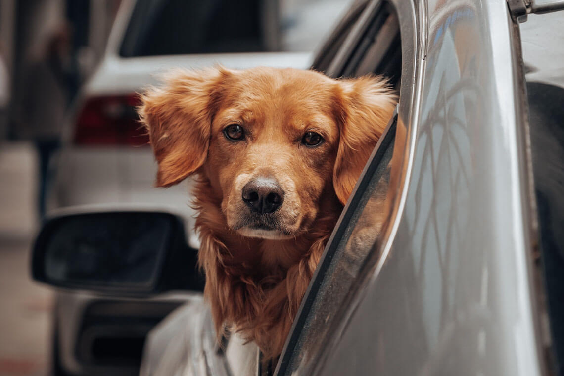 Autotrader Names Best Vehicles for Dogs